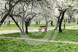 A bench in a spring park. Spring flowering trees and green grass around.