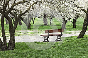 A bench in a spring park. Spring flowering trees and green grass around.