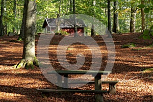 A bench stands empty in an autumn colored forest in the national park SÃ¶derÃ¥sen in southern Sweden. The forest floor is covered