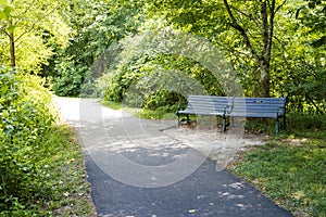 Bench in summer green forest under sunlight