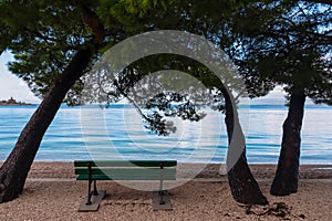 Bench surrounded by Aleppo pine trees on the beach in coastal town Makarska, Split-Dalmatia, Croatia, Europe. Coastline