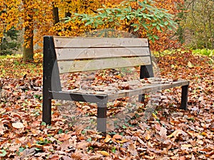 A bench surrounded by autumn.