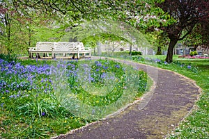 Bench surrounded by bluebells