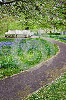 Bench surrounded by bluebells