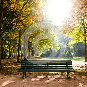 Bench in tiergarten berlin photo