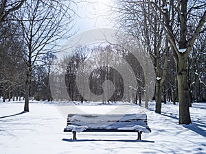A bench in tiergarten berlin photo