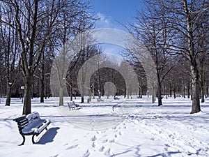 A bench in tiergarten