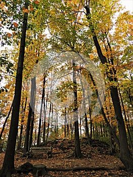 Bench and Trail under Fall Foliage