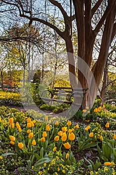 Bench and Tulips Greenville SC Park