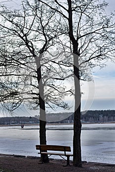 Bench between two trees in winter time