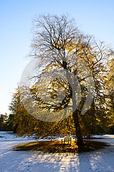 Bench under autumn tree