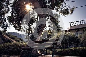 Bench under a big tree