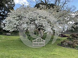 A Bench Under The Blossom At Forde Abbey Gardens - Somerset, England.