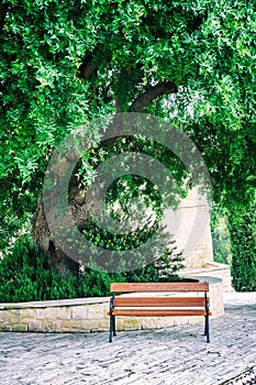 Bench under the Carob tree