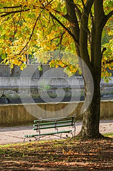 A bench under a chestnut tree