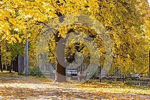 Bench under the maple tree in the park