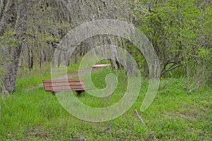 Bench under a moss covered tree