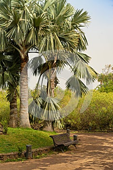 Bench under the palm tress in a public park covered with sand storm, calima. Tenerife, Spain photo