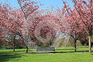 Bench under pink blossoming trees in Greenwich Park