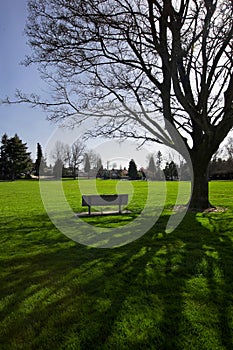 Bench under shade tree