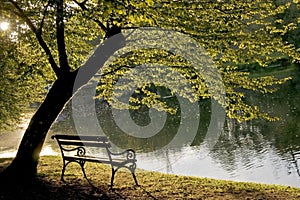 Bench under the tree photo