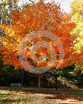 Bench under tree in the fall