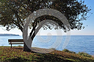 A bench under a tree over looking the sea at a viewpoint in a park