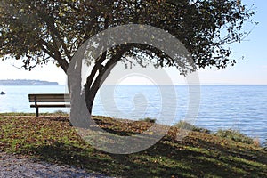 A bench under a tree over looking the sea at a viewpoint in a park