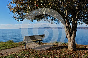 A bench under a tree over looking the sea at a viewpoint in a park