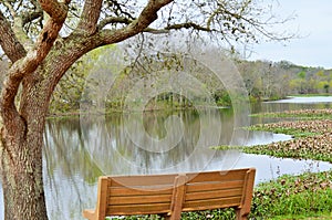 Bench under a tree overlooking a lake