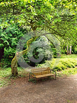 Lavička pod stromem v parku