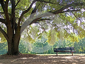 Bench under a tree in a park