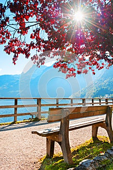 Bench under the tree on the shore of Hallstatter lake in Austria photo