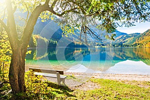 Bench under the tree on the shore of lake