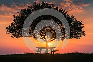 A Bench Under a Tree With the Sun Setting in the Background, The silhouette of a picnic set-up under a tree with a glowing sunset