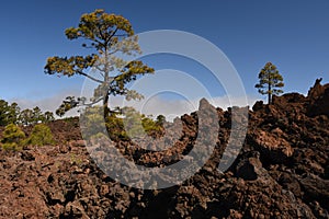 Teide volcano teneryfa Insel photo