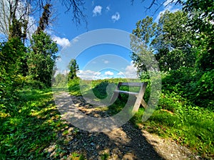 Bench on a Wooded Trail photo