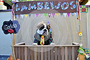 On the bench of the wooden tent `Lambeijos` an English Bulldog wearing a straw hat and green striped shirt and yellow tie