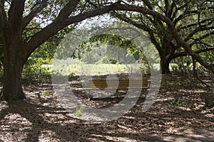 Bench in the Woods