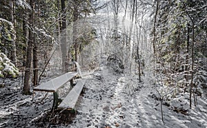 Bench in the woods.