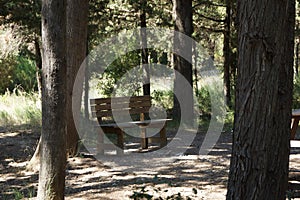 Bench in the Woods