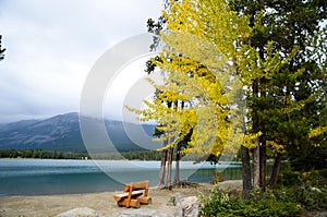 Bench and Yellow Leaves at side of Edith Lake, Canadian Rockies