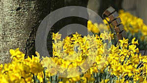 A bench and Yellow Narcissus flower in full bloom in a park