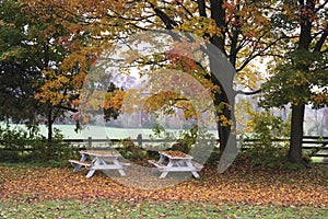 Benches in Autumn
