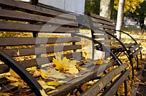 Benches covered with autumn leaves