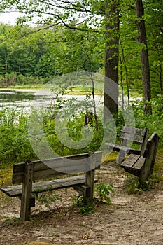 Benches in the Forest