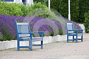 Benches and lavender, Deauville