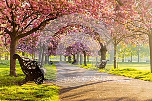 Benches on a path with green grass and cherry blossom or sakura flower.