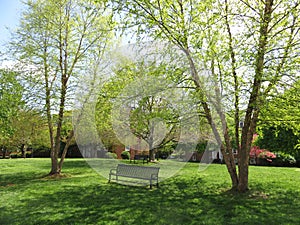 Benches and Trees in the Spring Neighborhood