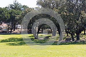 Benches under the big oak tree in a green park